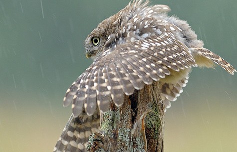 案例展示一-观赛人群与情绪特写